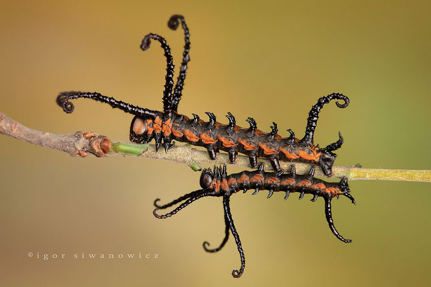caterpillar-transformation-into-butterfly-10-28-2014-1