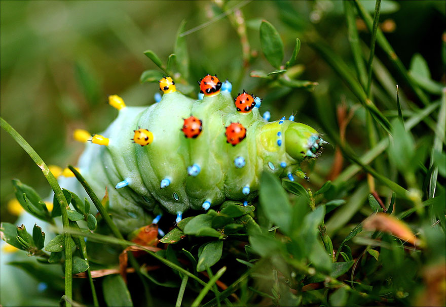 caterpillar-transformation-into-butterfly-10-28-2014-10