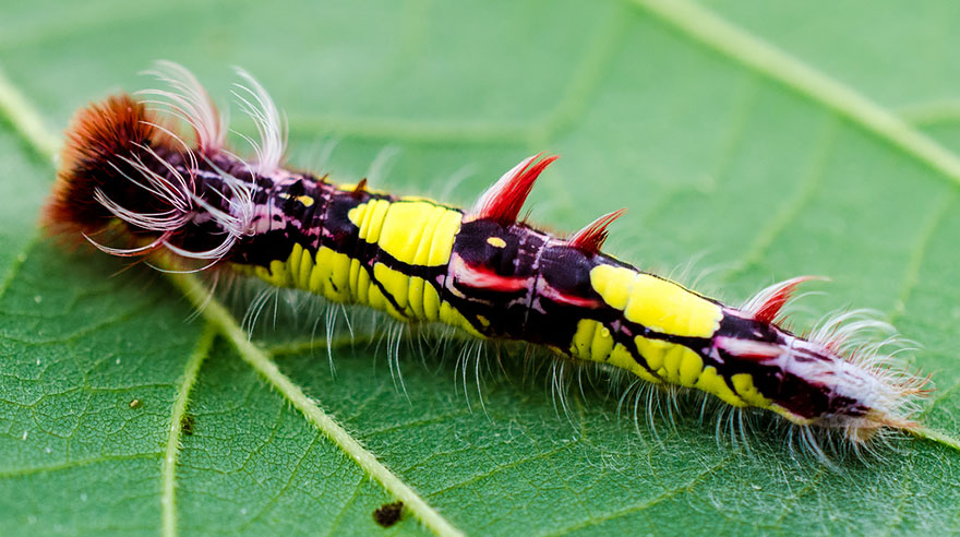 caterpillar-transformation-into-butterfly-10-28-2014-32