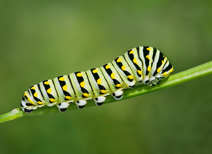 caterpillar-transformation-into-butterfly-10-28-2014-8