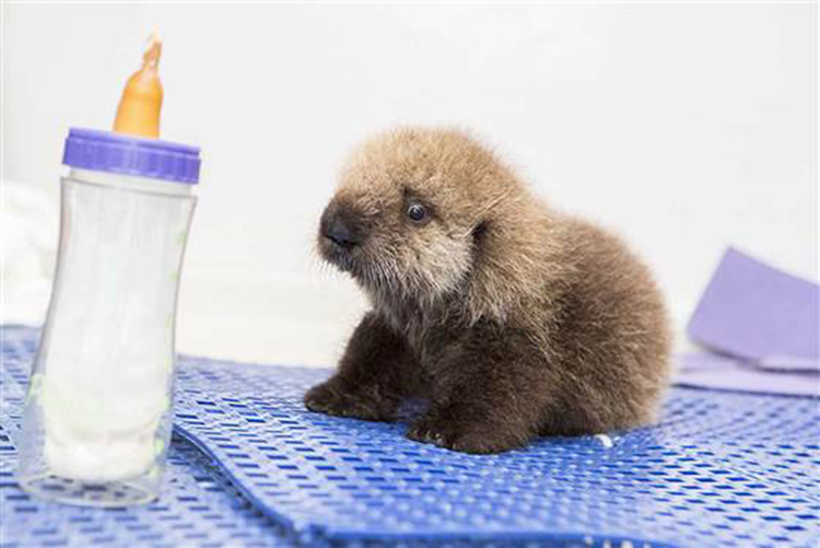 rescued-sea-otter-pup-681-3