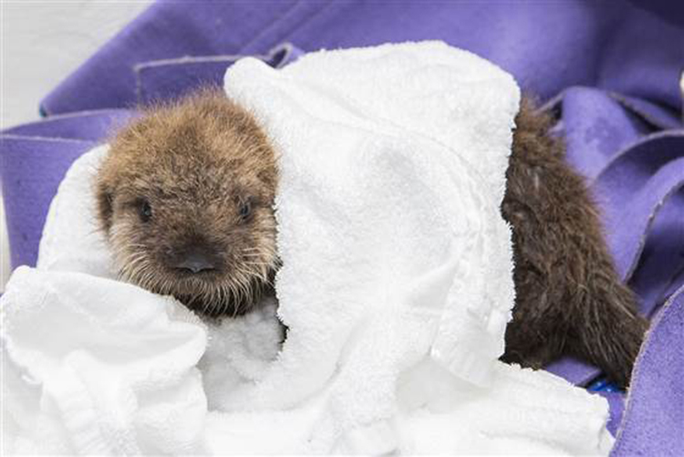rescued-sea-otter-pup-681-4
