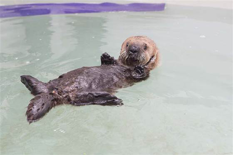 rescued-sea-otter-pup-681-5