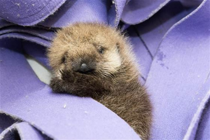 rescued-sea-otter-pup-681-6