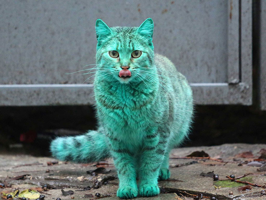 green-cat-bulgaria-1