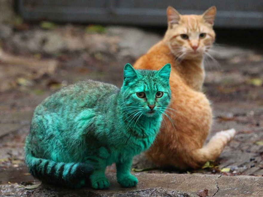 green-cat-bulgaria-2