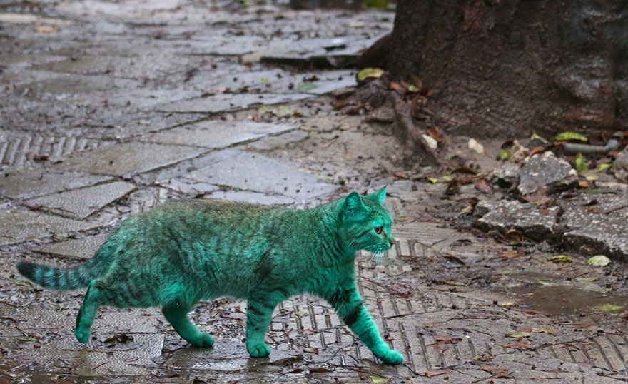 green-cat-bulgaria-4