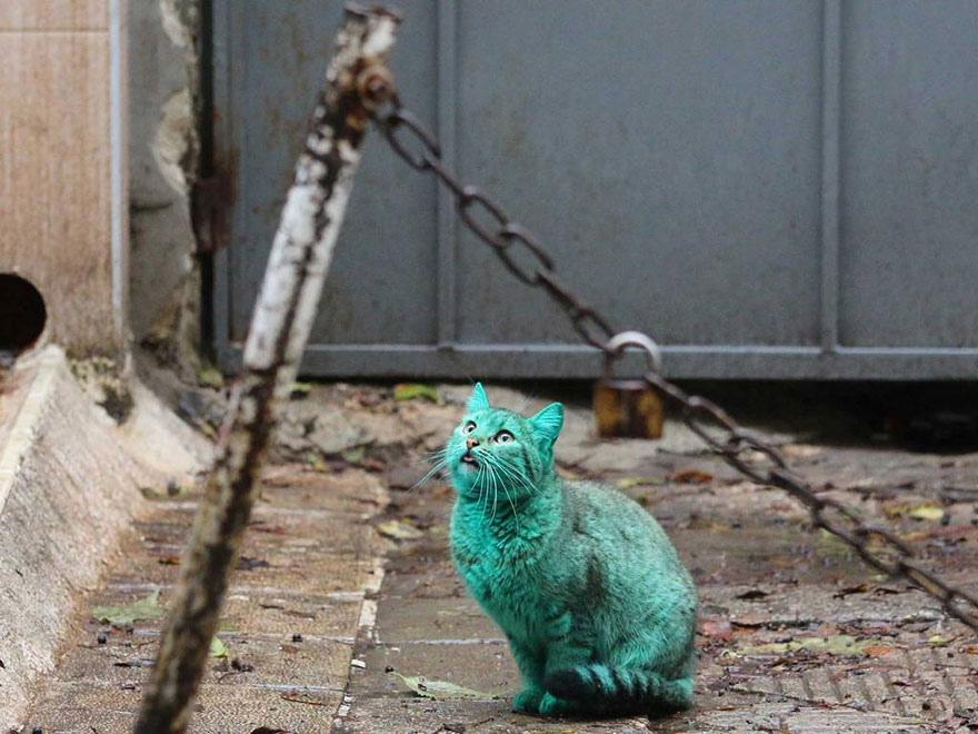 green-cat-bulgaria-5