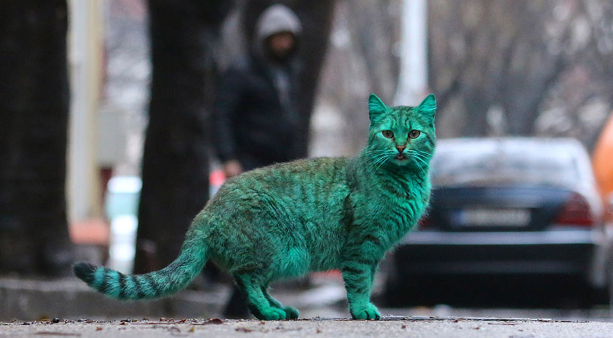 green-cat-bulgaria-9