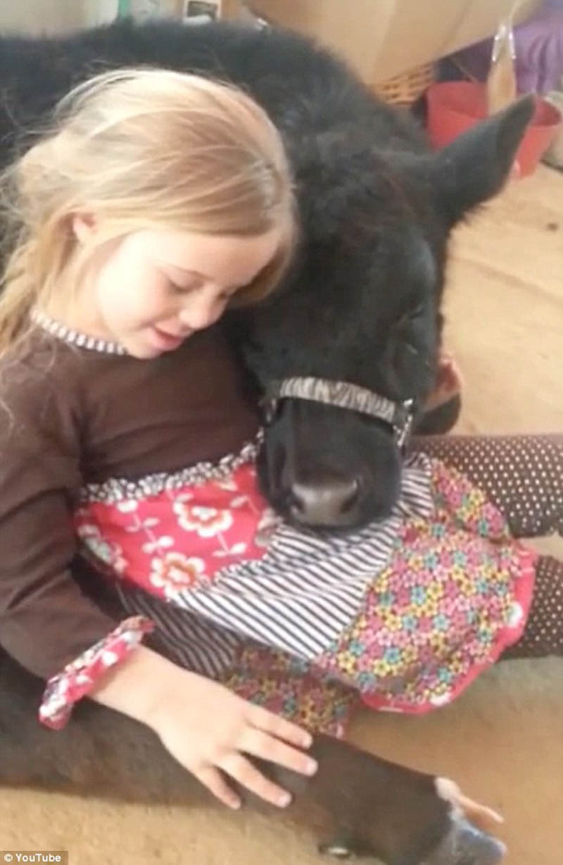 little-girl-sneaks-in-pet-cow-for-a-nap-awesomelycute.com-2