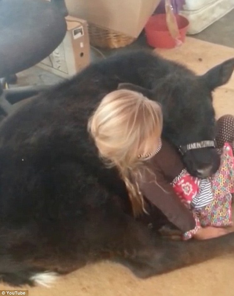 little-girl-sneaks-in-pet-cow-for-a-nap-awesomelycute.com-3