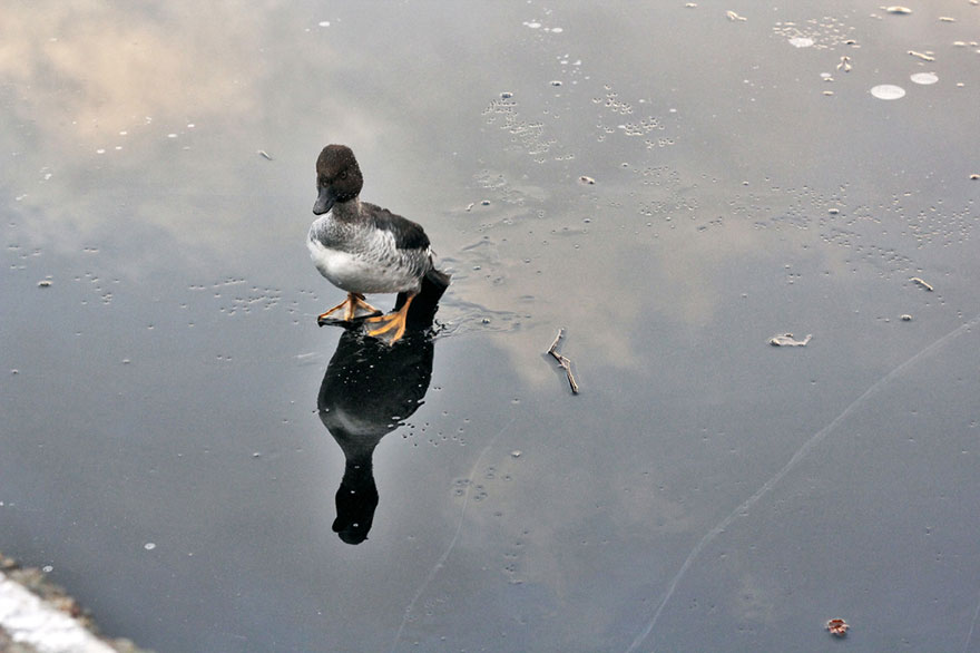norwegian-man-jumps-into-icy-lake-to-save-duck-1