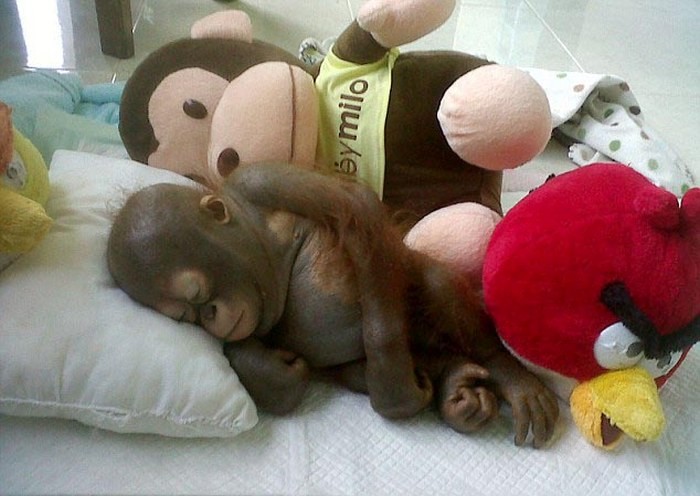 baby-orangutan-10032