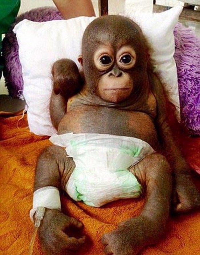 baby-orangutan-10033