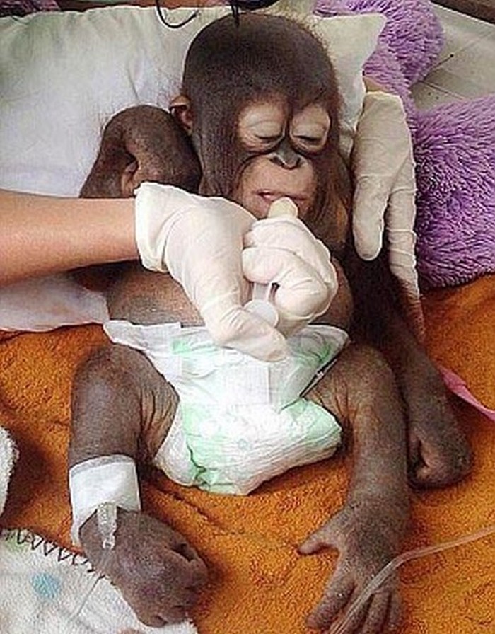 baby-orangutan-10034