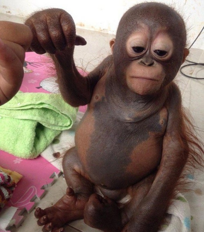 baby-orangutan-10035