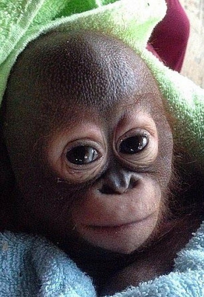 baby-orangutan-10036