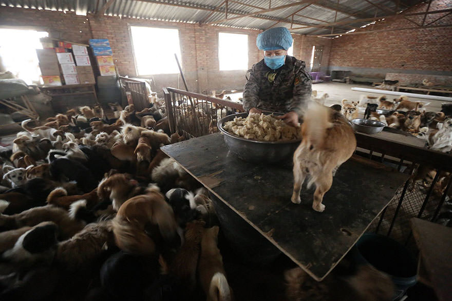 chinese-women-feed-1300-stray-dogs-1