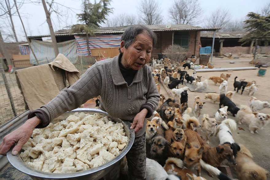 chinese-women-feed-1300-stray-dogs-2