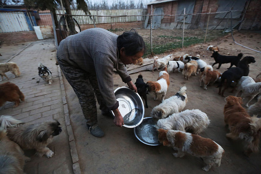 chinese-women-feed-1300-stray-dogs-3