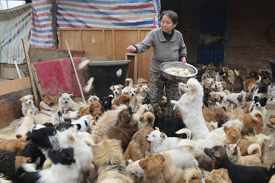 chinese-women-feed-1300-stray-dogs-4