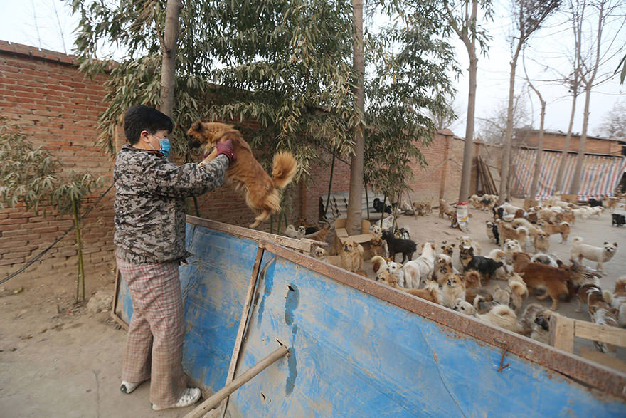chinese-women-feed-1300-stray-dogs-6