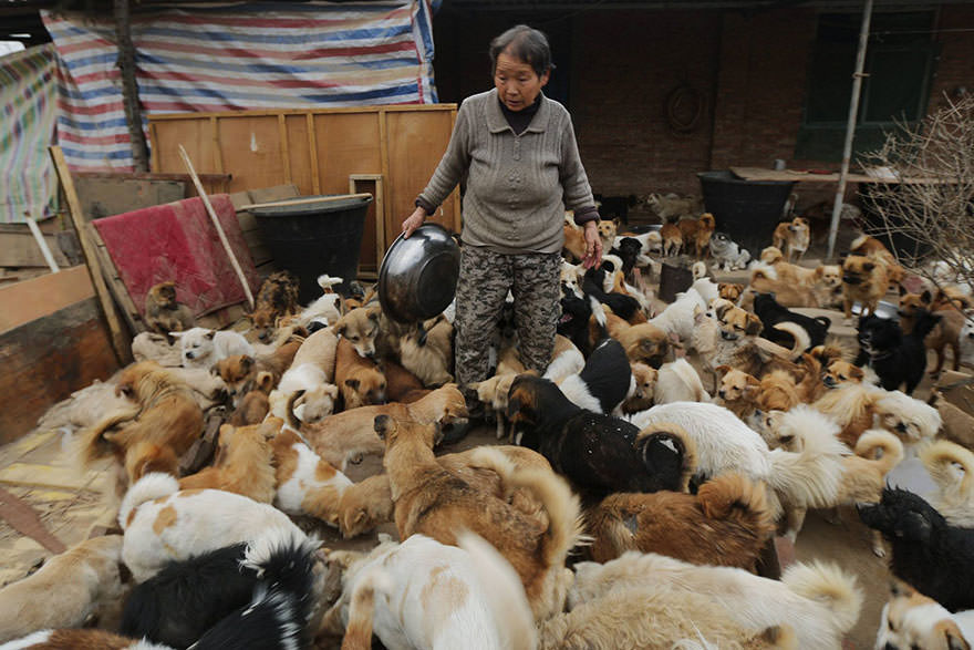 chinese-women-feed-1300-stray-dogs-7