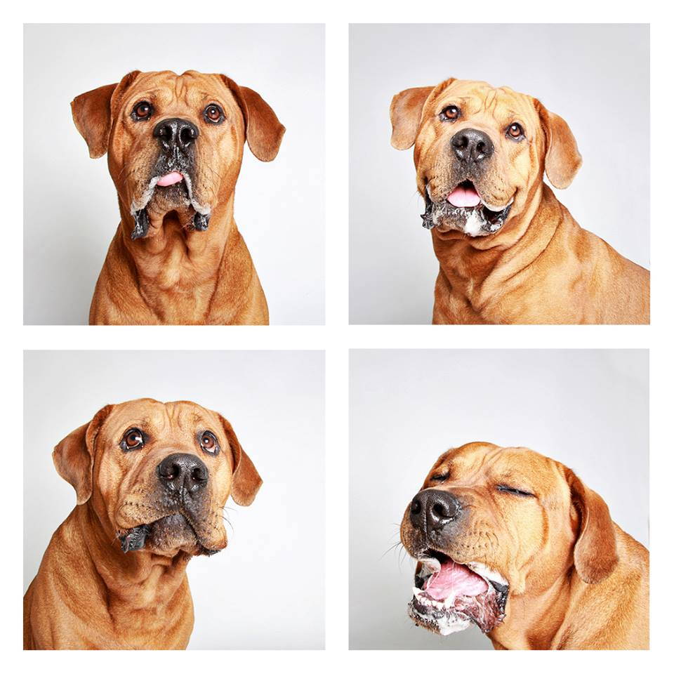 shelter-dogs-professionally-photographed-to-increase-adoption-rate-1