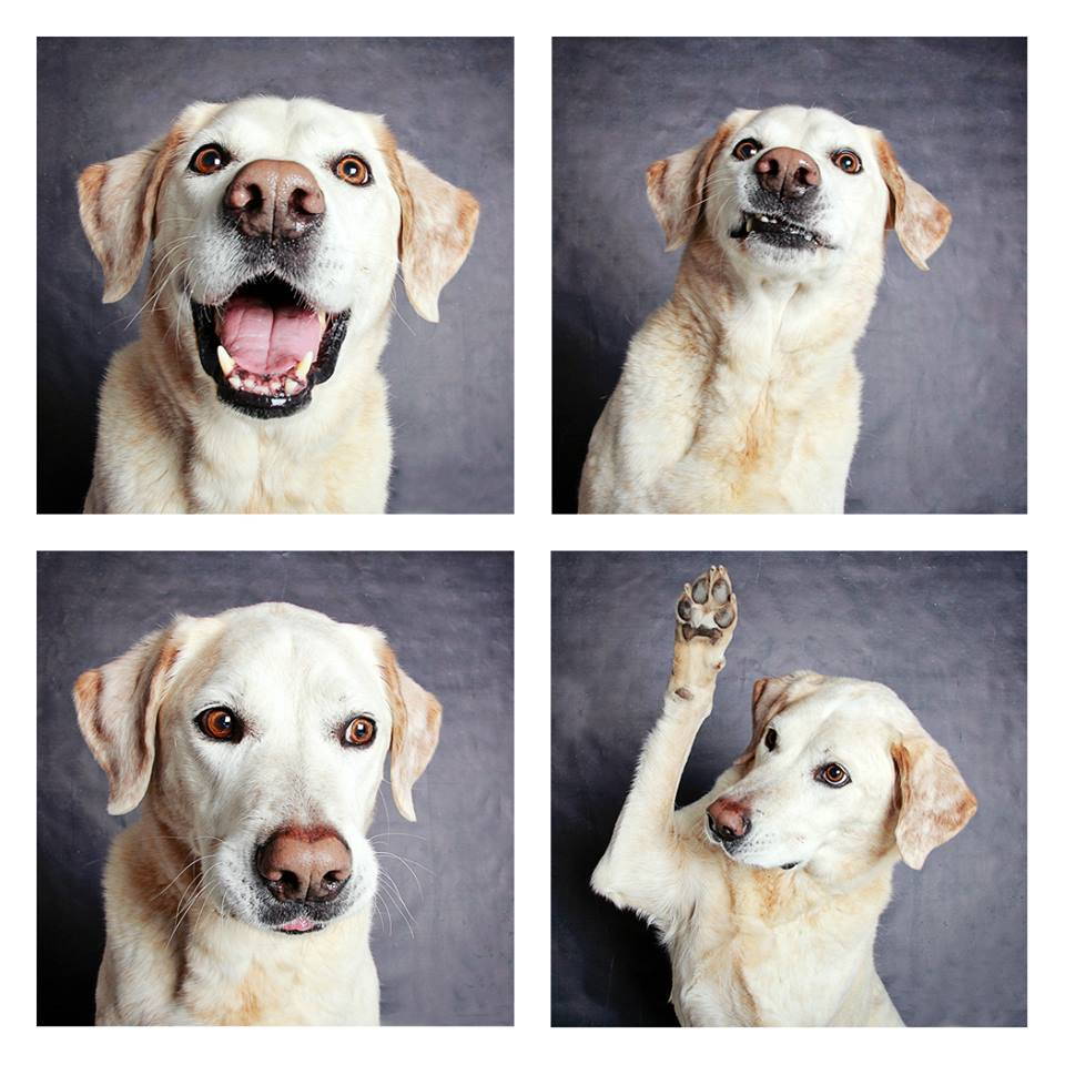 shelter-dogs-professionally-photographed-to-increase-adoption-rate-2