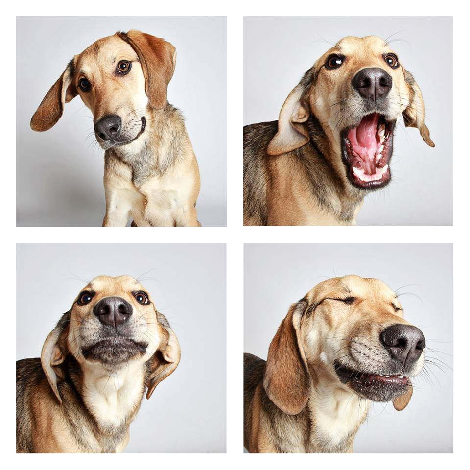 shelter-dogs-professionally-photographed-to-increase-adoption-rate-3