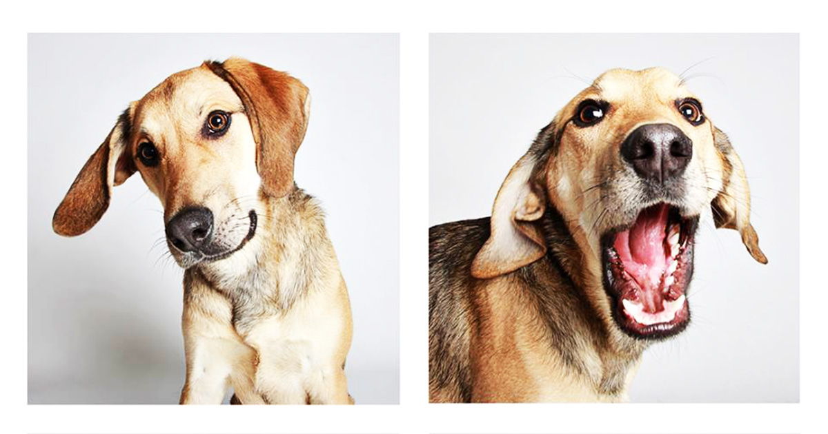 shelter-dogs-professionally-photographed-to-increase-adoption-rate-4