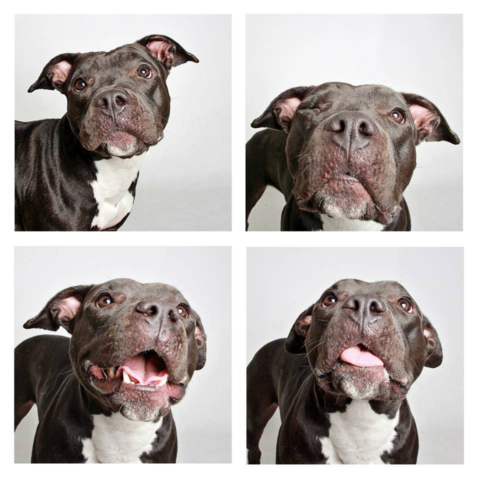 shelter-dogs-professionally-photographed-to-increase-adoption-rate-5