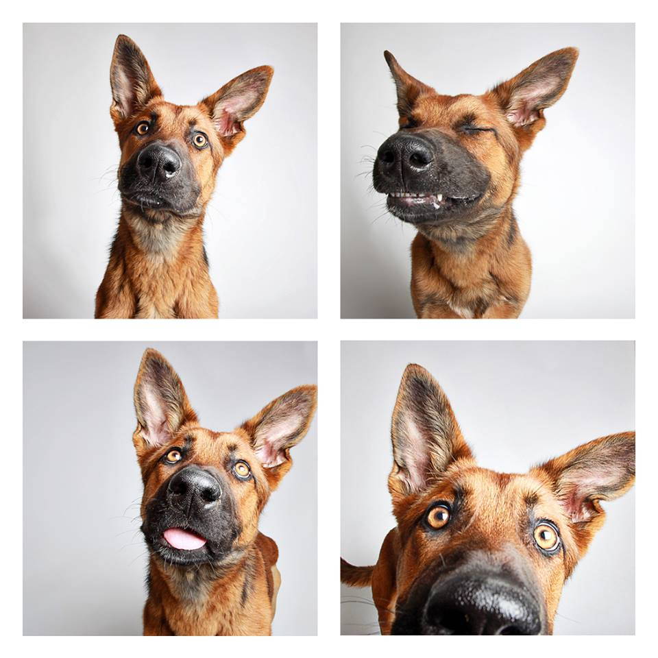 shelter-dogs-professionally-photographed-to-increase-adoption-rate-7