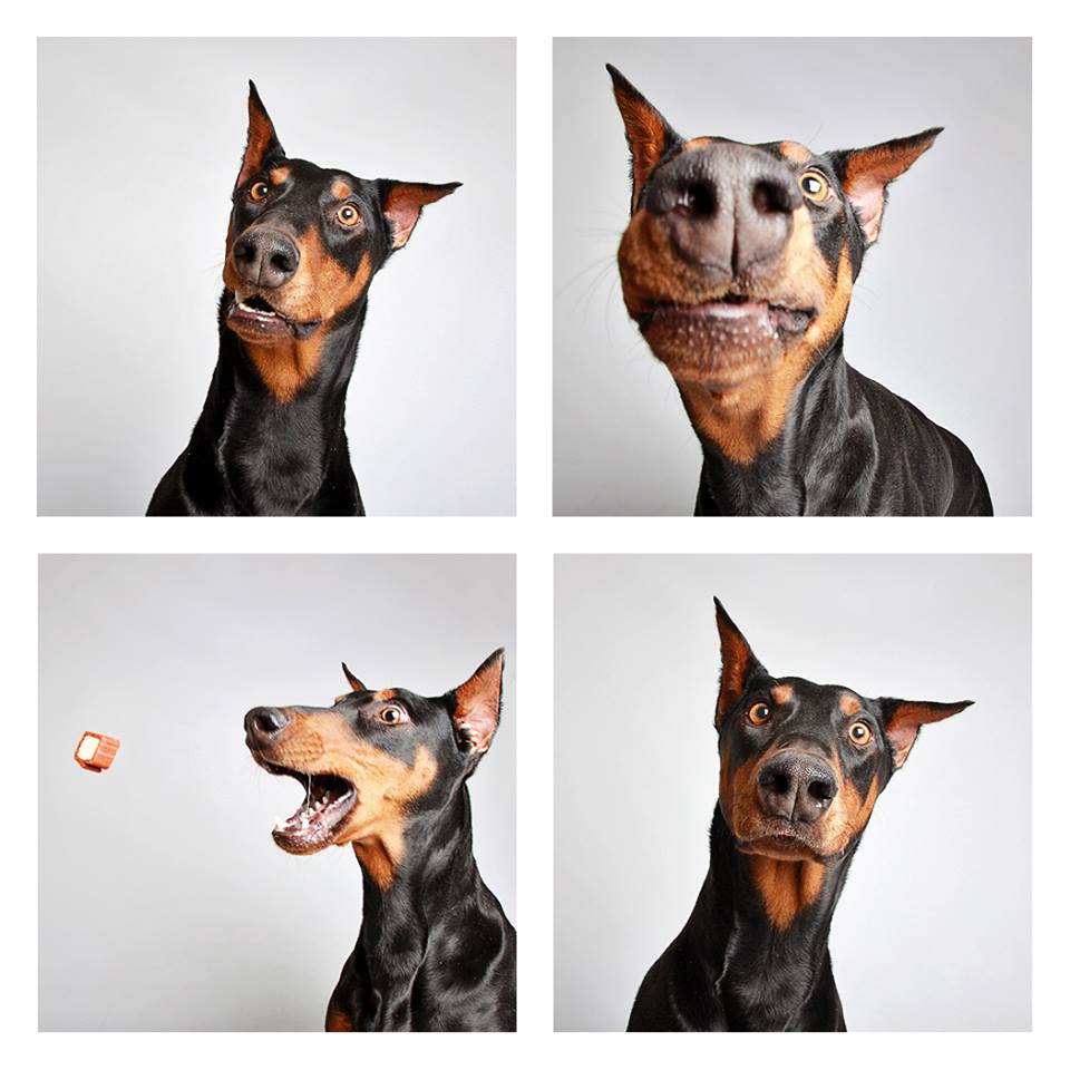 shelter-dogs-professionally-photographed-to-increase-adoption-rate-8