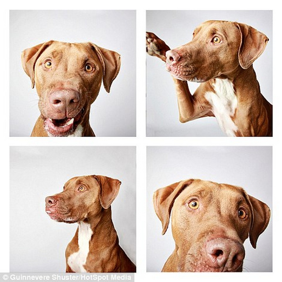 shelter-dogs-professionally-photographed-to-increase-adoption-rate-9