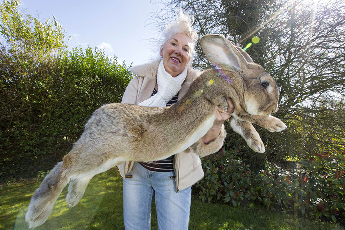 darius-the-worlds-largest-bunny-6