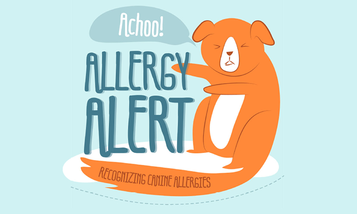 how-to-tell-if-your-dog-has-allergies-featured-img