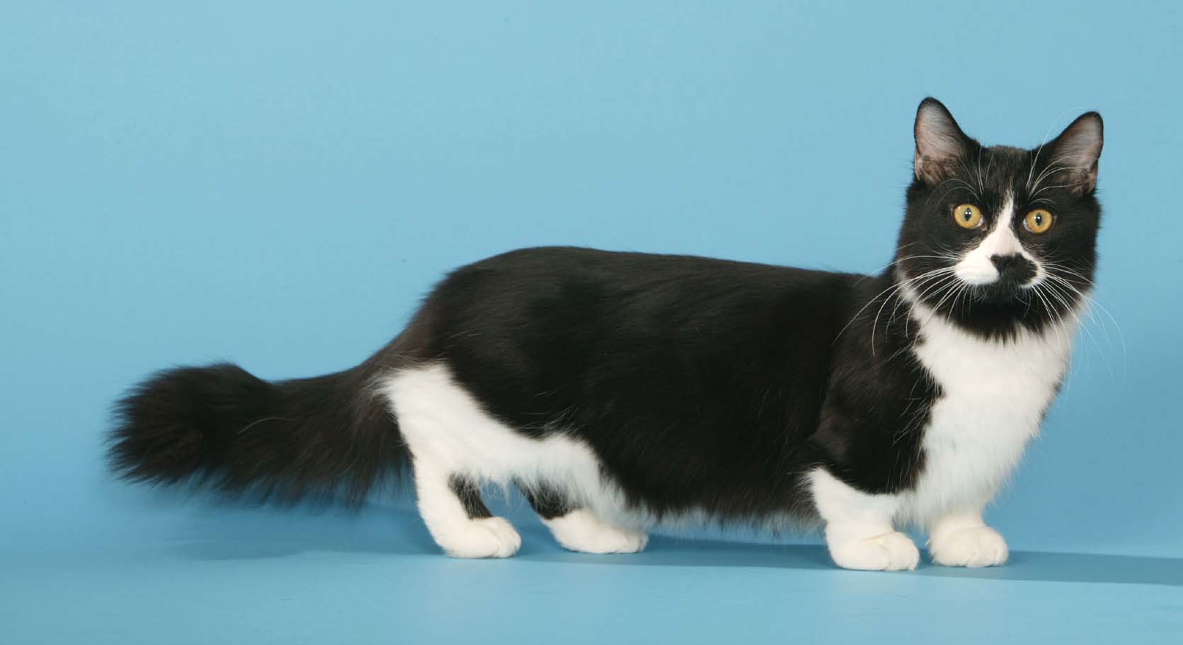 cats with short legs breed