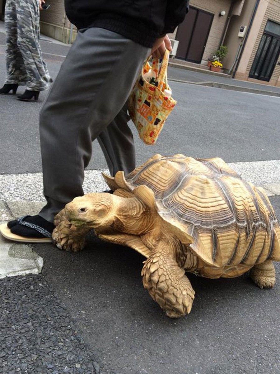 walking-pet-turtoise-1