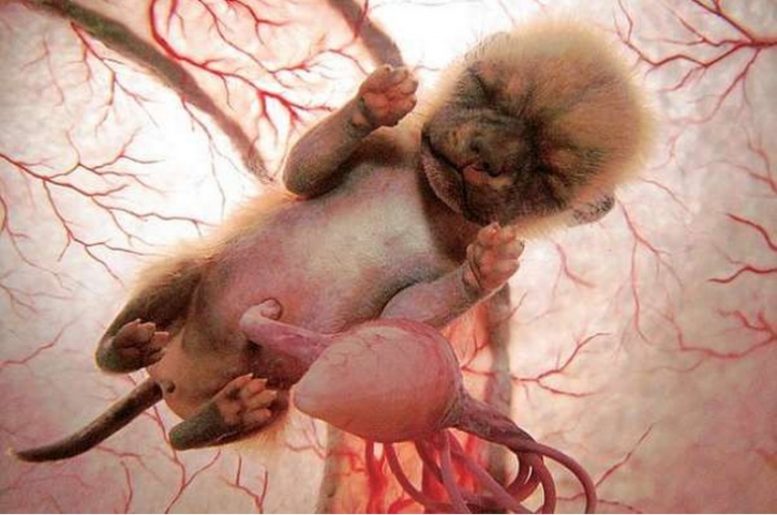 animals-in-the-womb-12
