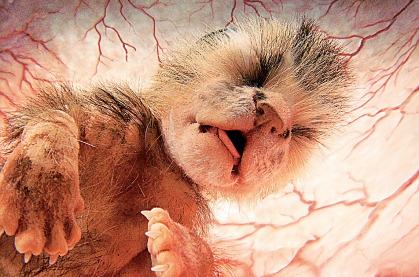 animals-in-the-womb-14