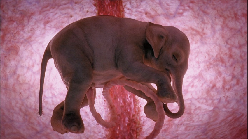 animals-in-the-womb-2