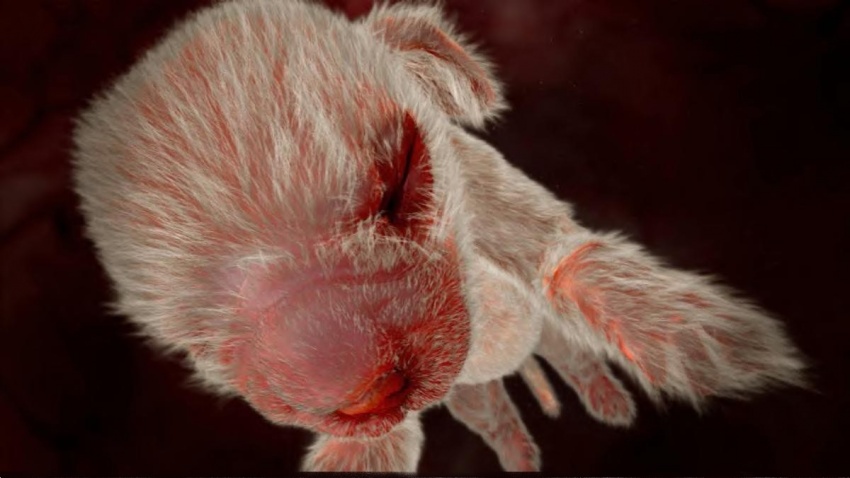 animals-in-the-womb-8