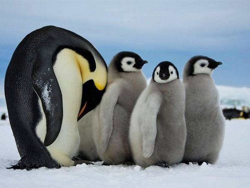 cute-baby-penguin-1
