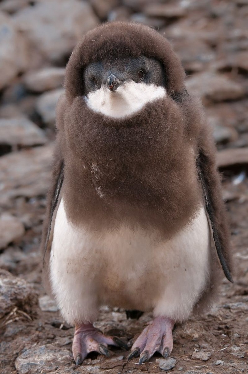 cute-baby-penguin-3