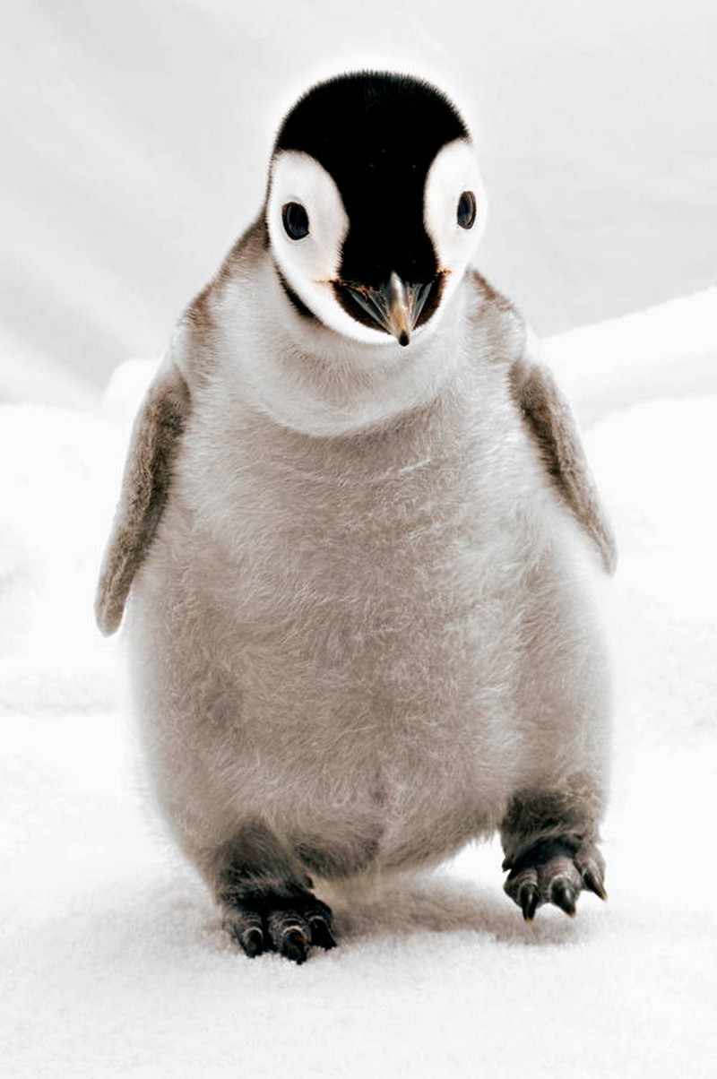 cute-baby-penguin-4