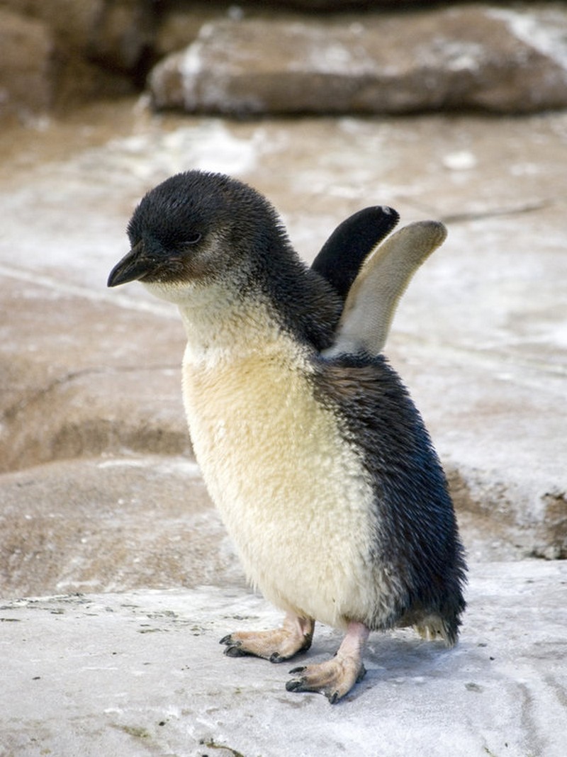 cute-baby-penguin-7