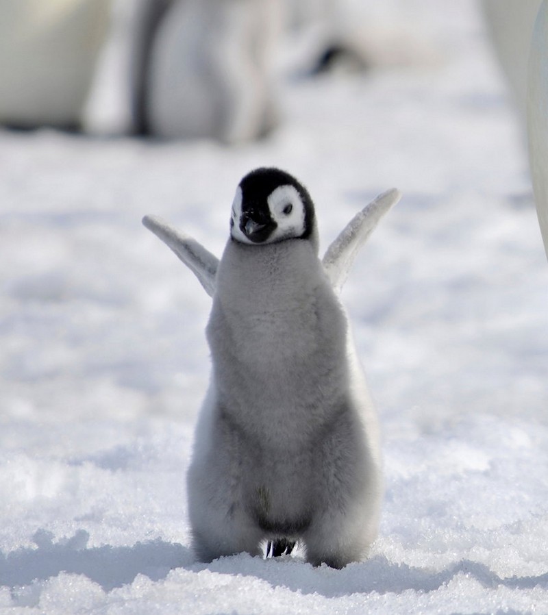 cute-baby-penguin-8