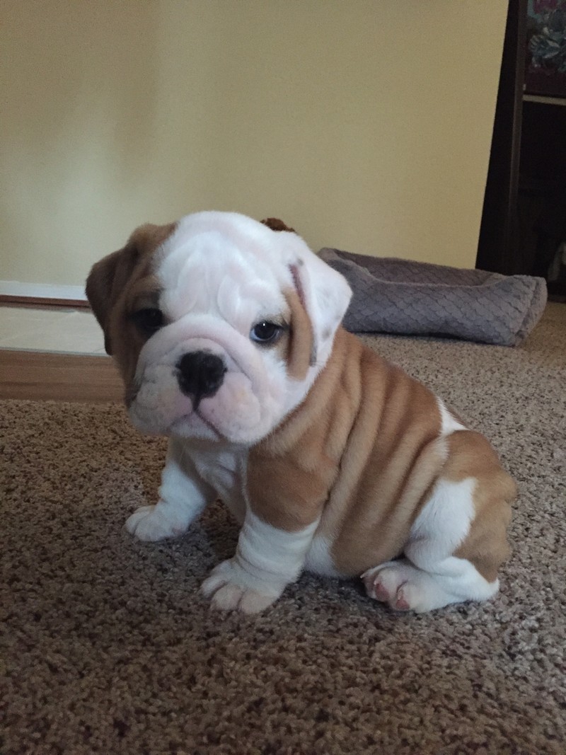 13-cute-puppies-that-will-steal-your-heart-12