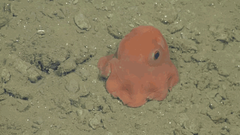 cutest-octopus-adorabilis-opisthoteuthis-0001b